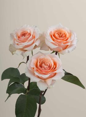 一百亩花田 幸福 Felicity2025厄瓜多尔超新品月季花苗大花盆栽