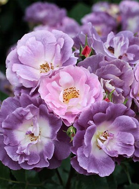 蓝色梦想月季花灌木多头切花浓香颜色梦幻 阳台庭院种植