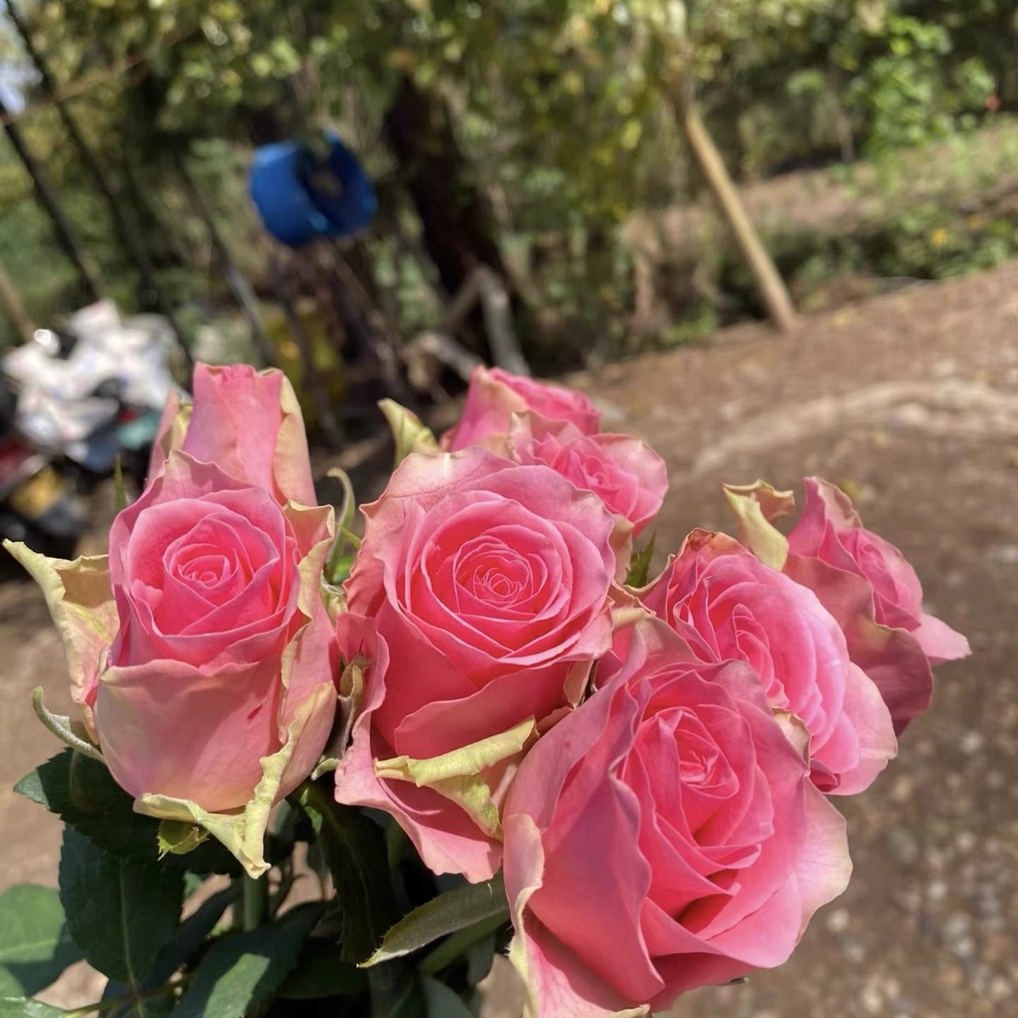 新品 可爱罗德斯 切花月季花苗 庭院阳台盆栽勤花开花绿植,鲜花速递/花卉仿真/绿植园艺,月季/蔷薇/玫瑰,淘宝优惠券,粉丝福利购,淘宝优惠卷