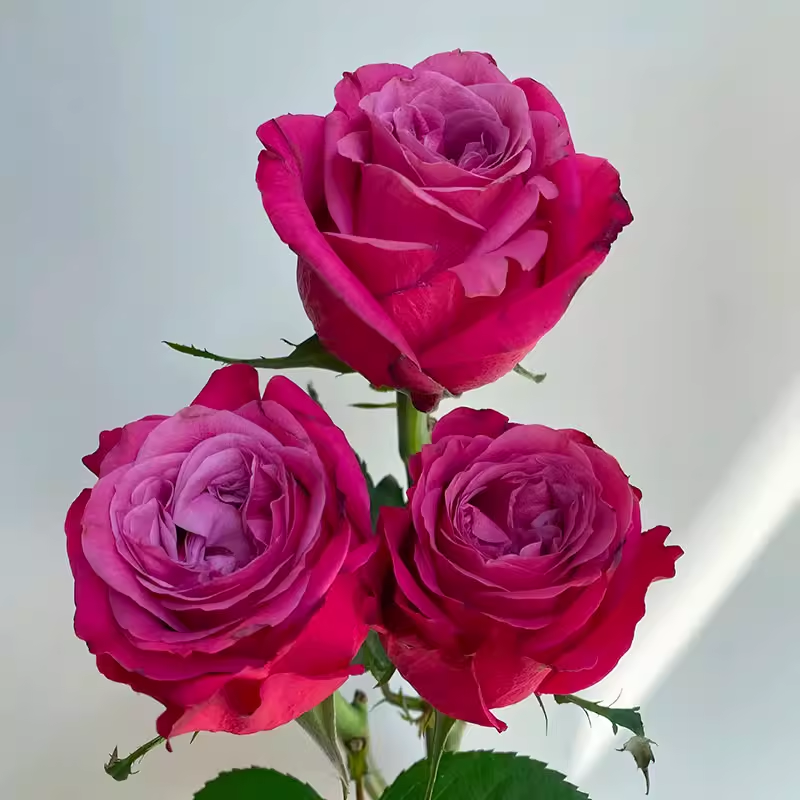 【苏珊】超新品月季深紫复色切花月季花苗阳台盆栽地栽大苗,鲜花速递/花卉仿真/绿植园艺,月季/蔷薇/玫瑰,淘宝优惠券,粉丝福利购,淘宝优惠卷