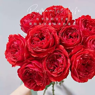 一百亩花田 红重 2024年日本获奖品种 切花玫瑰月季