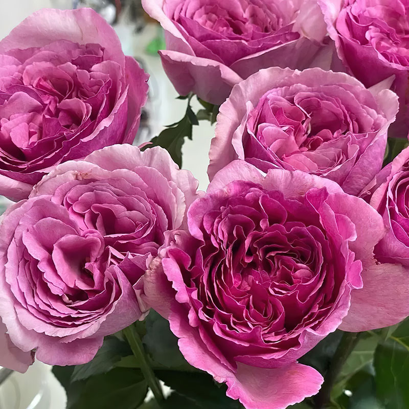 伊芙芳香世家月季今井清