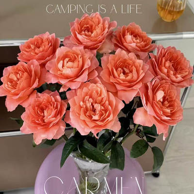 一百亩花田 新蜻蜓Dragonfly cut rose   尖尖花瓣 浓香切花玫瑰