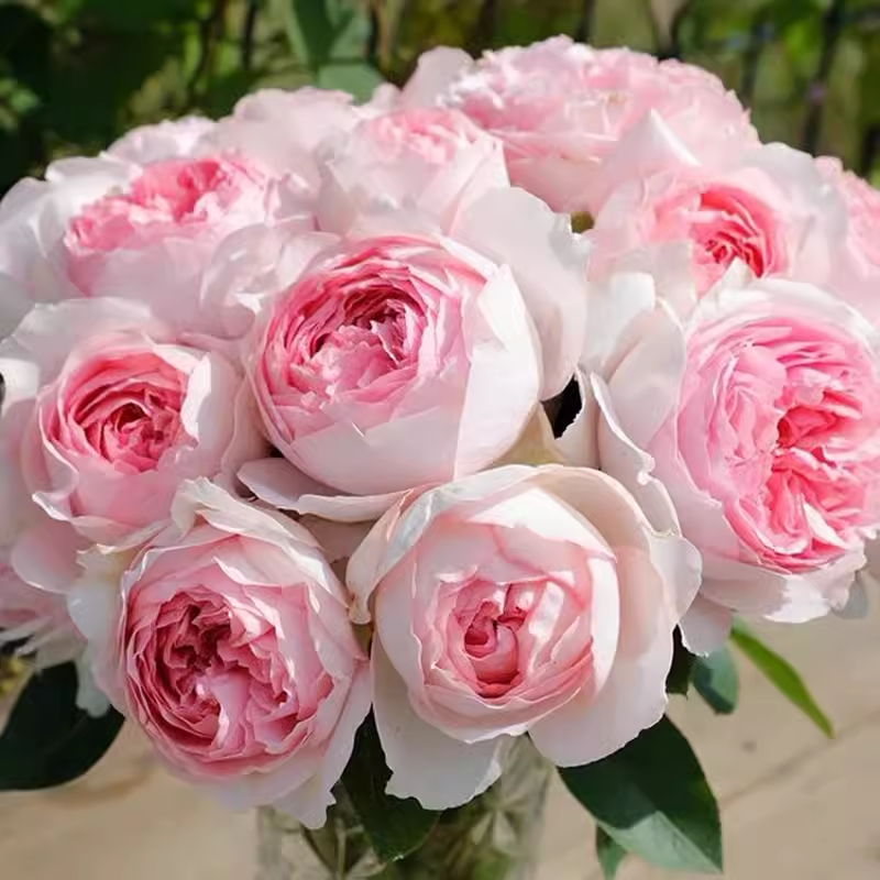 伊芙乙女心月季花苗新品伊芙日月适合盆栽地栽伊芙系列丰花月季