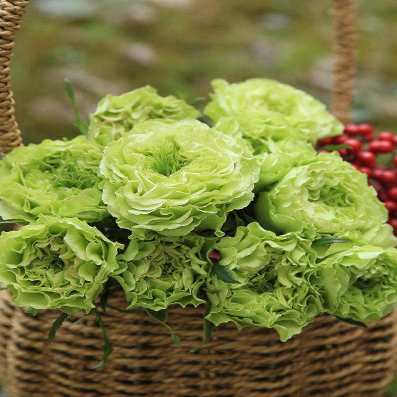 新品 超级绿/绿舞裙 月季花苗灌木勤花重瓣切花庭院阳台盆栽花卉,鲜花速递/花卉仿真/绿植园艺,月季/蔷薇/玫瑰,淘宝优惠券,粉丝福利购,淘宝优惠卷