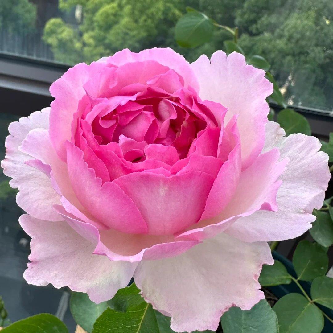 伊芙魂之香水阳台盆栽月