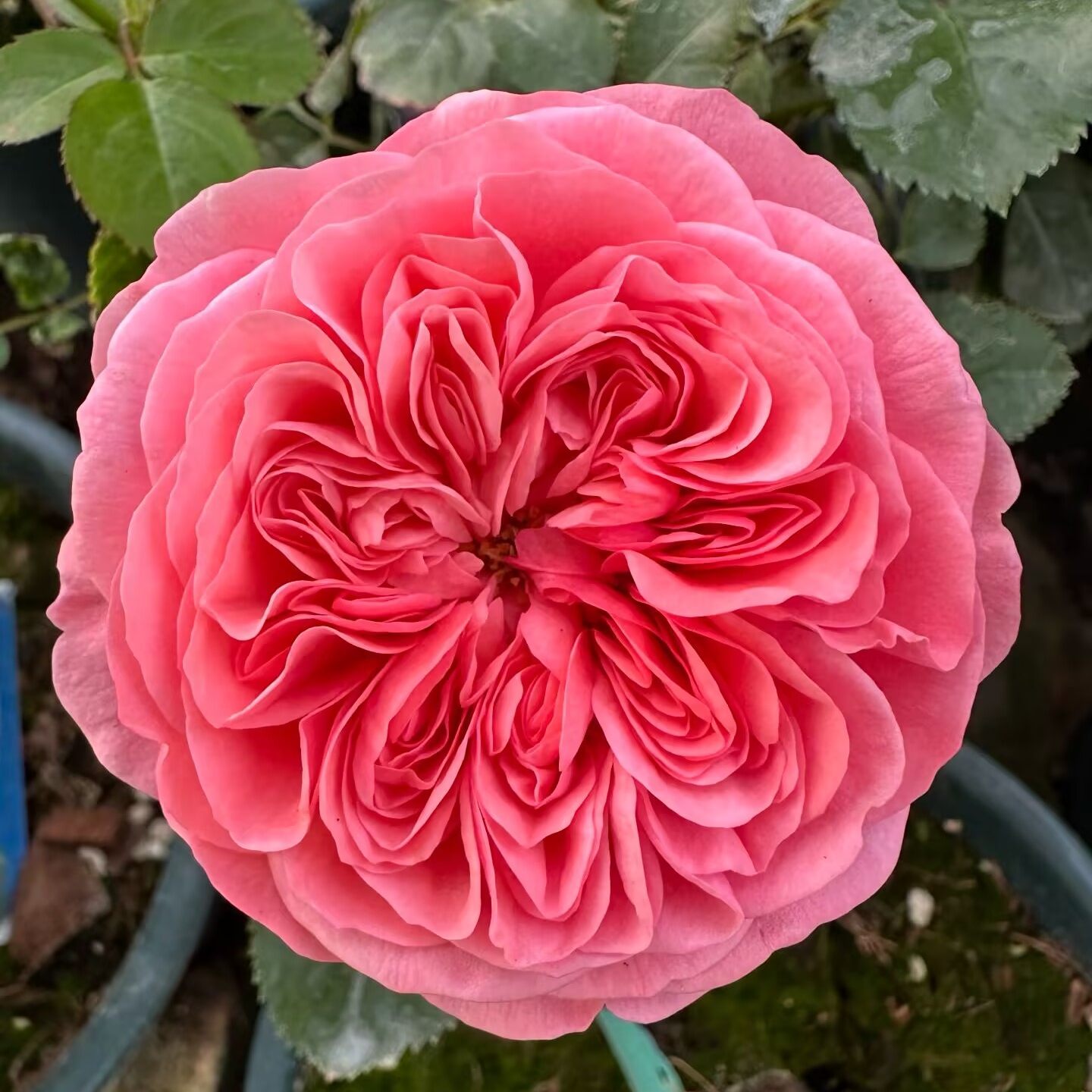 一百亩花田 生命 Life木村卓功丰花月季花苗抗病中香灌木盆栽花苗