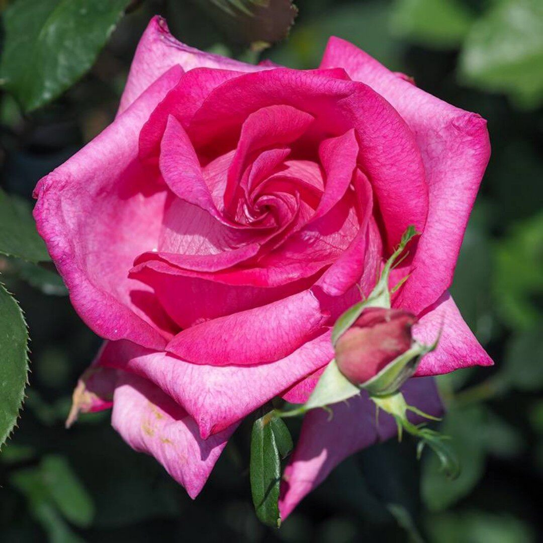 一百亩花卉 月季诉说/万达/花园皇后 灌木大花浓香直立抗病花期长