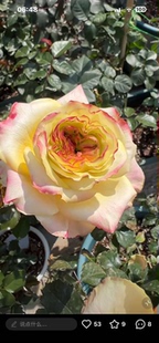 超新品古丽娅灌木直立切花玫瑰花苗带盆栽好多季开花大花抗病