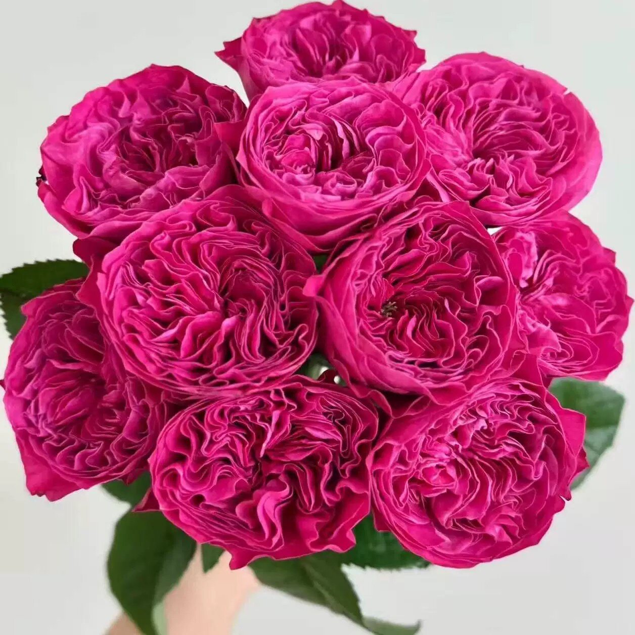 一百亩花田 粉红佳人 pink月季/蔷薇/玫瑰