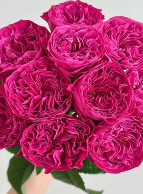 一百亩花田 粉红佳人 pink'n pretty  德国WANS玫瑰 抗病耐晒月季