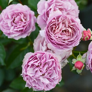 舍伍德月季 木村卓功 灌木大花 淡紫色 直立勤花 多季 抗病强丰花