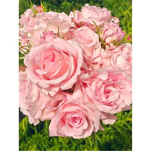 1加仑原盆 花 阳台 绿植 编号515 粉佳人 玫瑰 月季