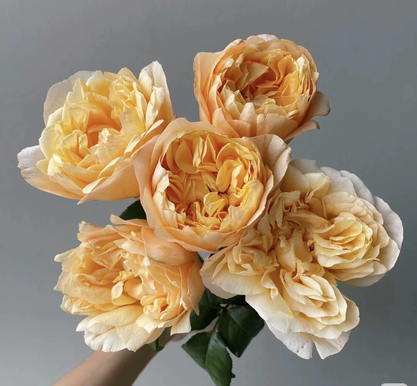 新品 香柠檬 月季花苗灌木大花勤花 阳台庭院盆栽花卉