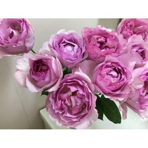 水灵花园伊芙“草莓树”