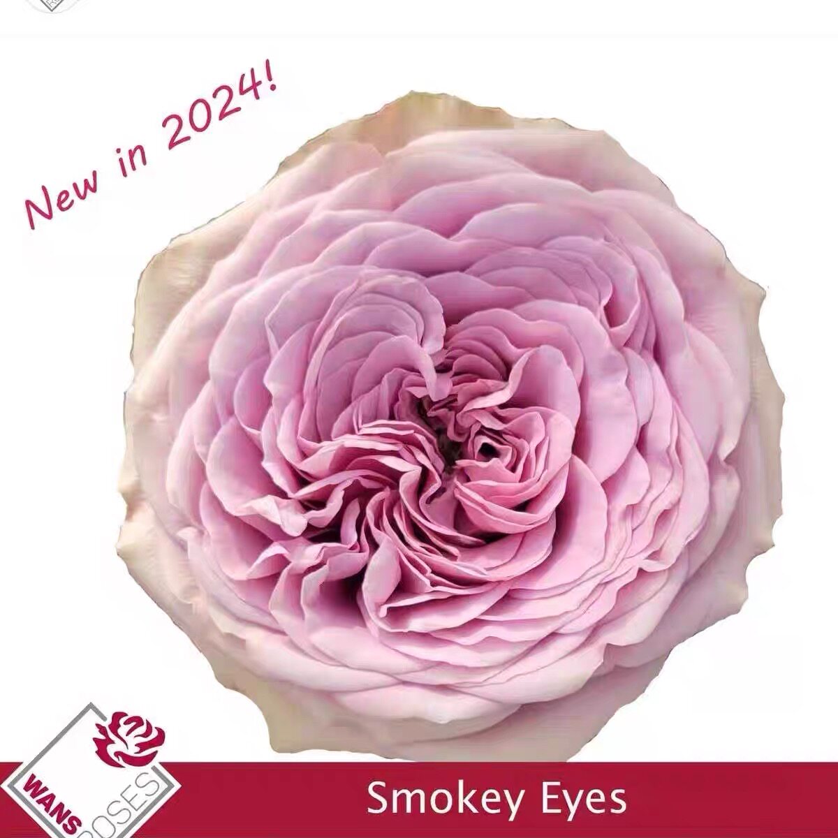 一百亩花田、烟熏眼Smokey Eyes wans农场新品切花玫瑰 庭院月季
