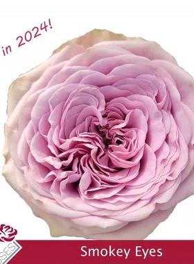 一百亩花田、烟熏眼Smokey Eyes wans农场新品切花玫瑰 庭院月季