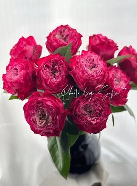 一百亩花田 红杰克 Red jack 大花红色月季花苗盆栽灌木多季节开