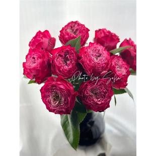 红杰克 花苗盆栽灌木多季 Red 大花红色月季 节开 jack 一百亩花田