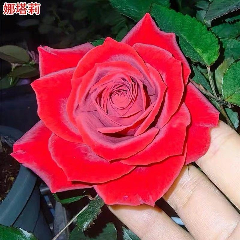 超新品娜塔莉月季大苗大花微月多头永远系列丰花耐寒热