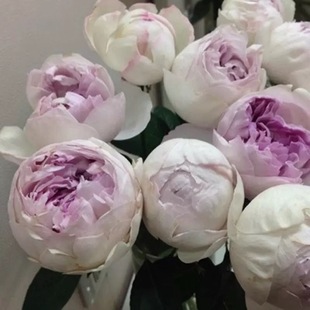 花苗大花灌木切花浓香勤花月季 月季 庭院阳台盆栽花卉 紫苑 伊芙