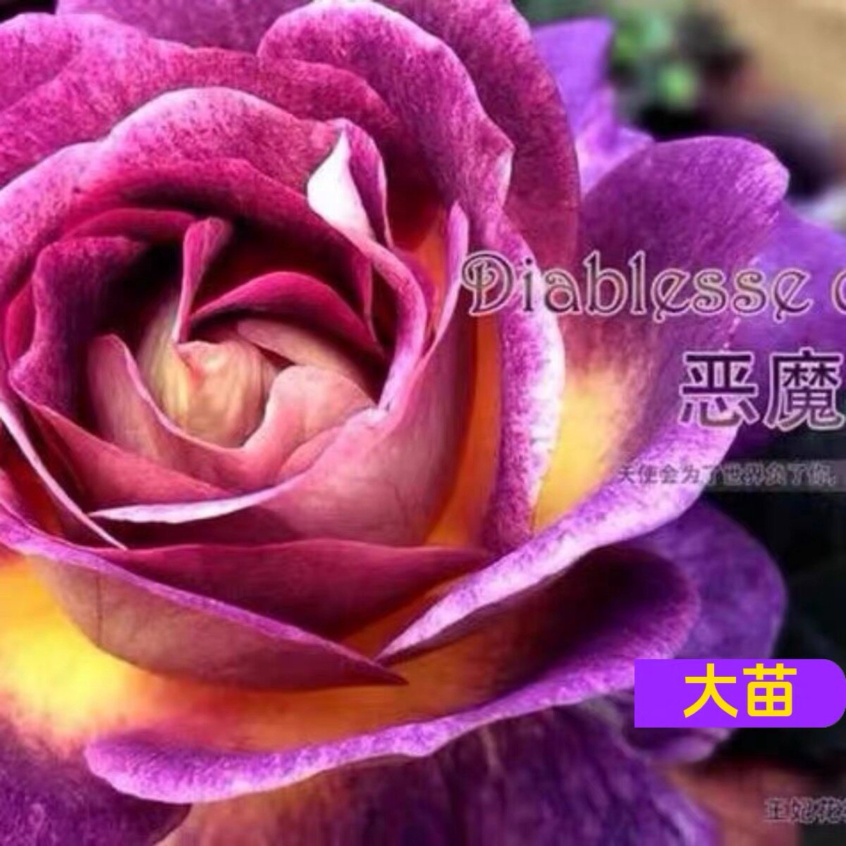 恶魔的海洋/麦斯女妖 月季花苗大花灌木浓香勤花阳台庭院盆栽花卉