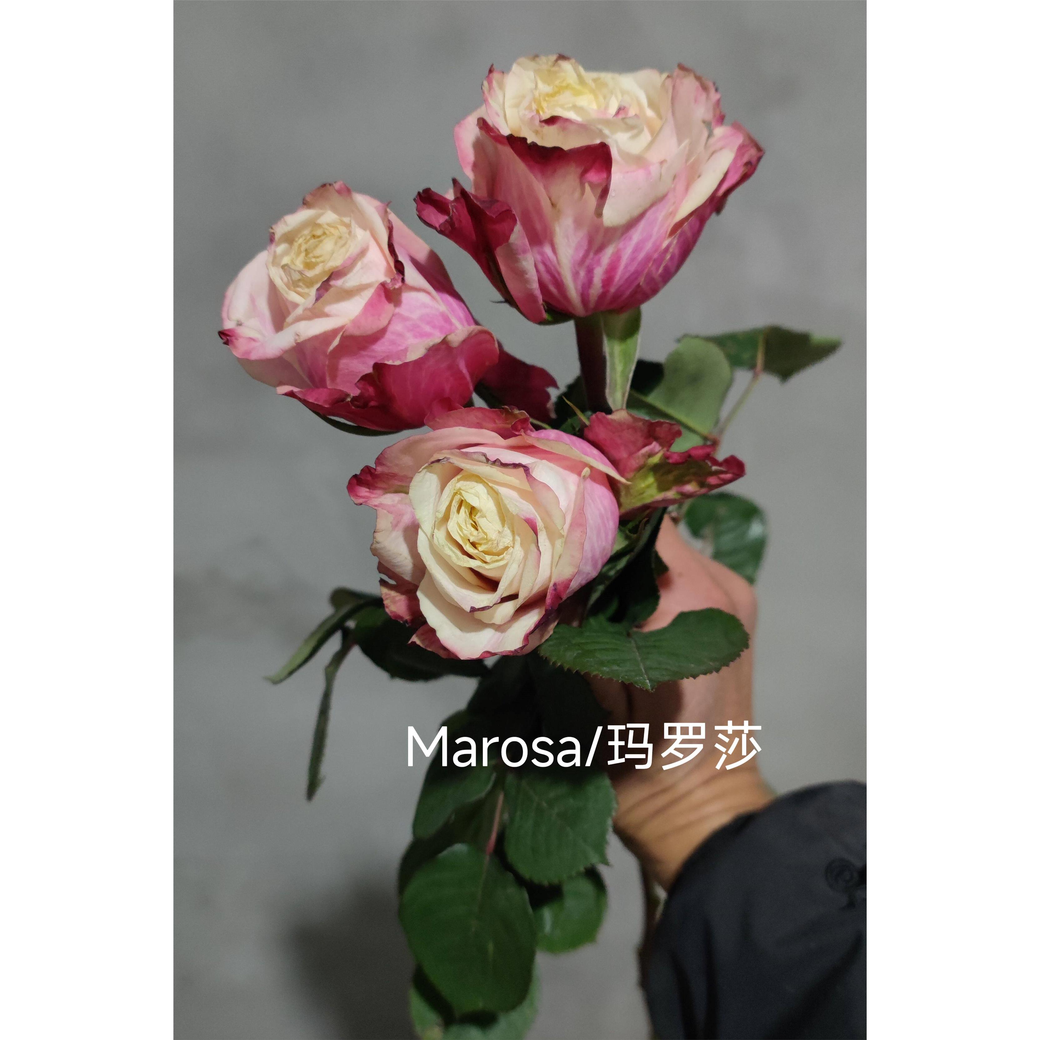 Marosa/玛罗莎月季荷兰