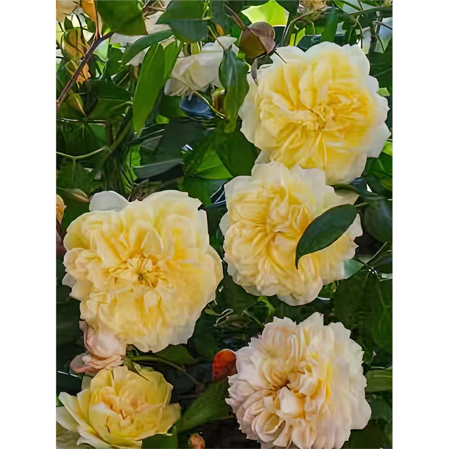 赛琳·福莱斯蒂耶月季法