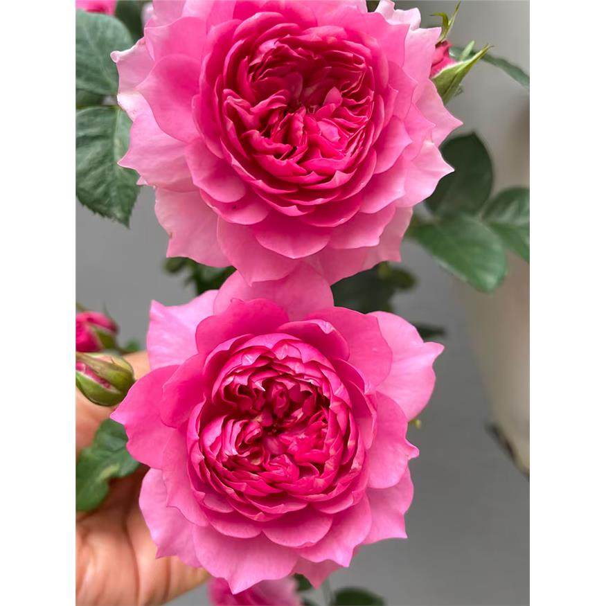 灼华月季 国产 灌木大花 桃粉色 美人尖花型 直立 枝条细 抗病,鲜花速递/花卉仿真/绿植园艺,月季/蔷薇/玫瑰,淘宝优惠券,粉丝福利购,淘宝优惠卷