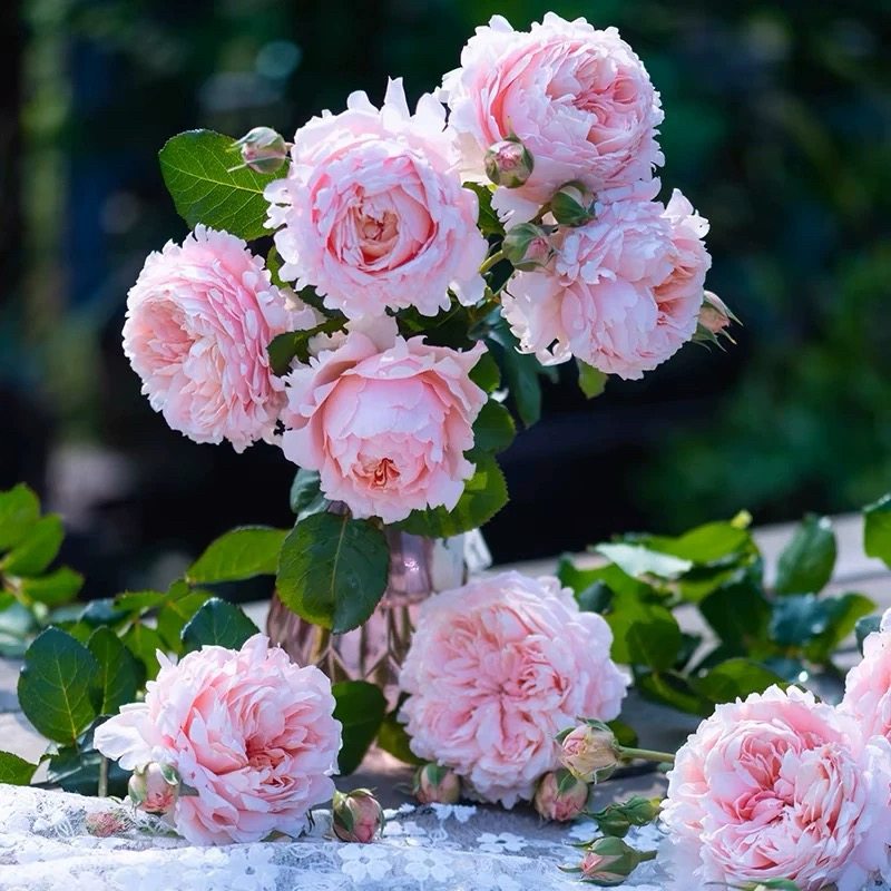 妍姿月季大花杂交茶香庭院盆栽多季开花灌木切花玫瑰直立勤花抗病,鲜花速递/花卉仿真/绿植园艺,月季/蔷薇/玫瑰,淘宝优惠券,粉丝福利购,淘宝优惠卷