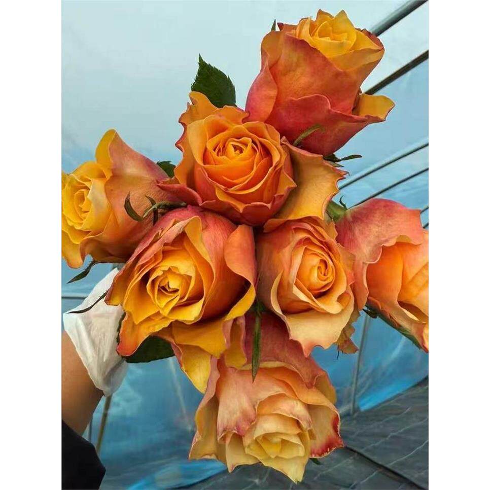 水灵花园科波菲德尔/铜