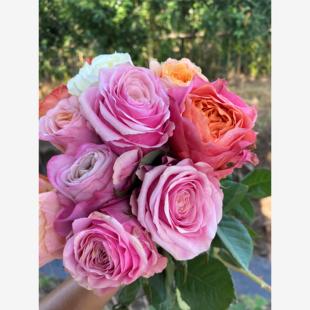 花苗玫瑰切花高杯大花灌木庭院阳台盆栽花卉 月季 新品 情绪漩涡