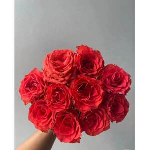 新品【绚丽】月季切花大