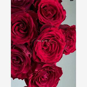一百亩花田 所爱之人， 超新品玫瑰月季花苗盆栽切花花卉