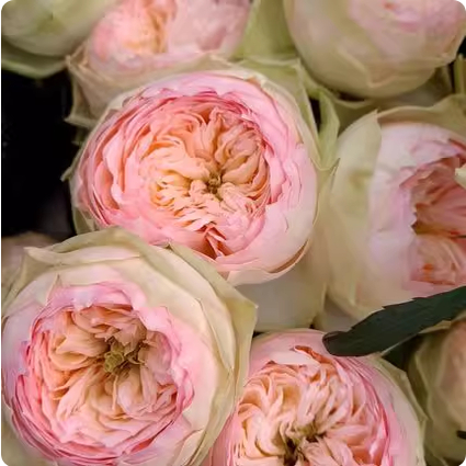 一百亩花田粉红派Pinky Pie!德国超新品月季花苗灌木盆栽植物欧月