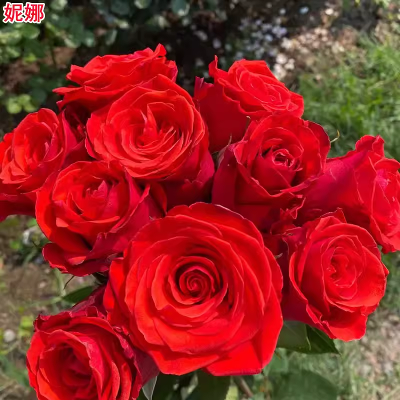 超新品妮娜月季厄玫橘红高杯庭院阳台盆栽多季开花玫瑰花苗