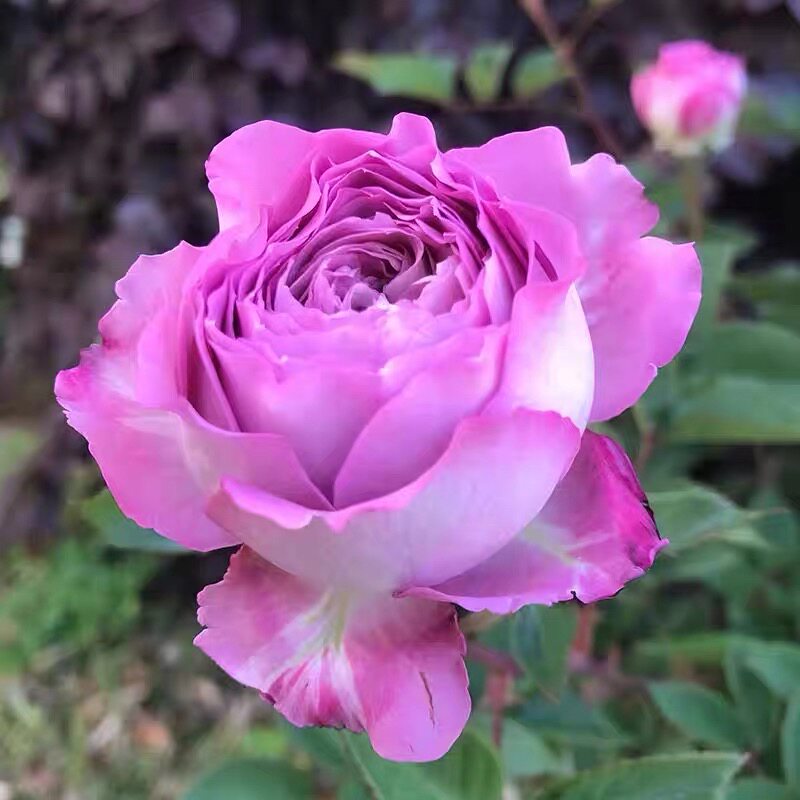 开心果月季 忽滑谷史记 灌木大花浓香 别名欢笑制造者/笑颜者月季