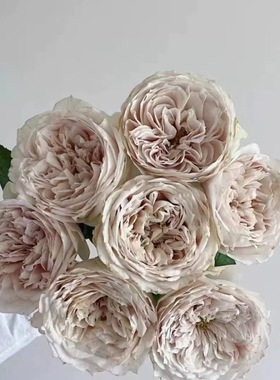 米色阴影月季 Wans Roses 灌木大花 米色 切花玫瑰 直立勤花 抗病