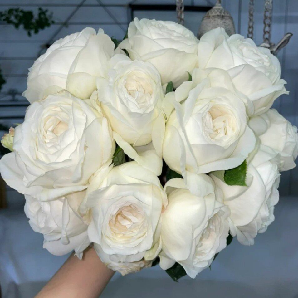 幸福花卉伊芙婚礼之路月季花苗强香包子盆栽花卉直立丰花掌柜推荐