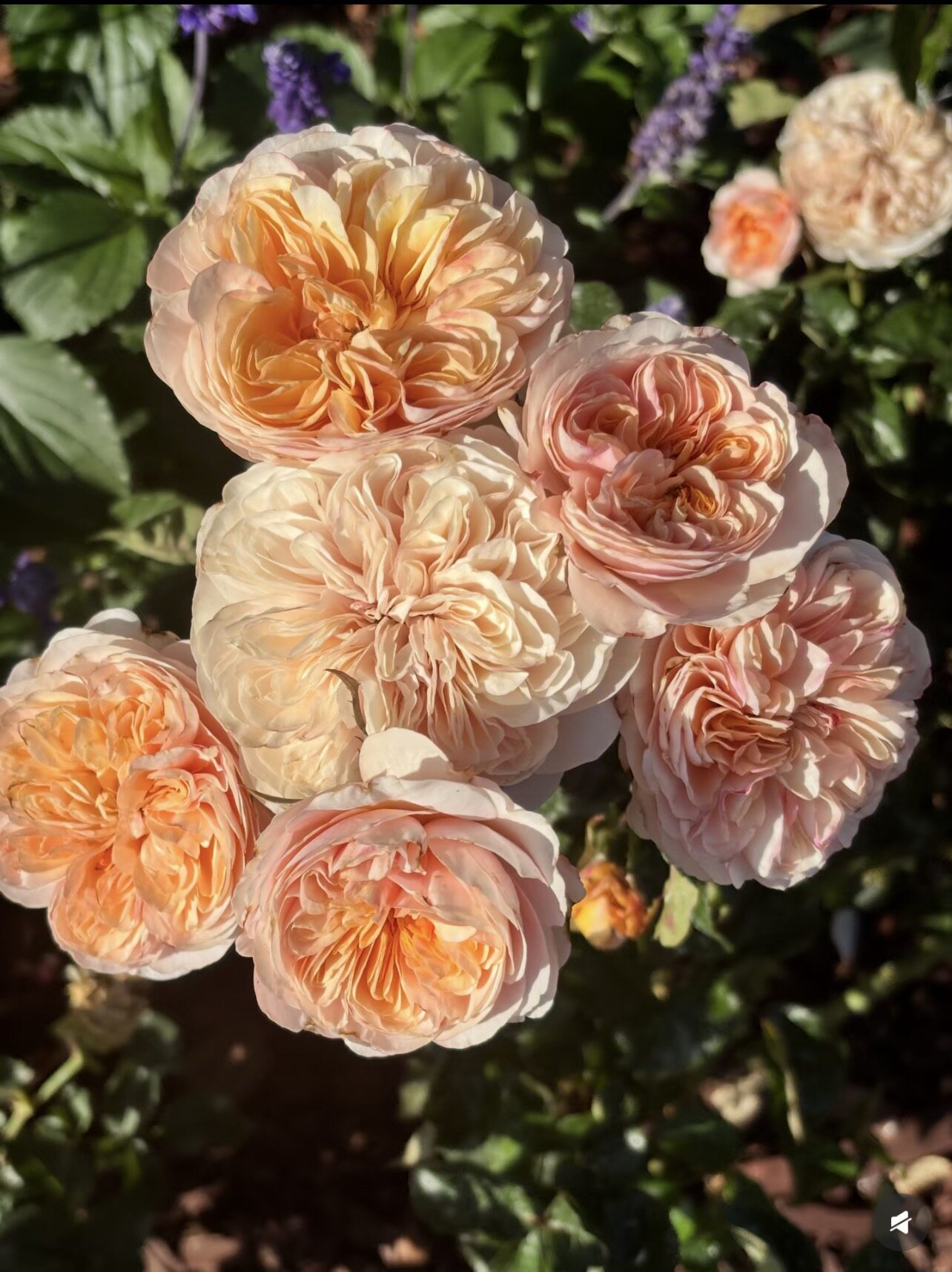 一百亩花田 春野心事 奥斯汀花型月季花苗大花灌木盆栽欧月花卉