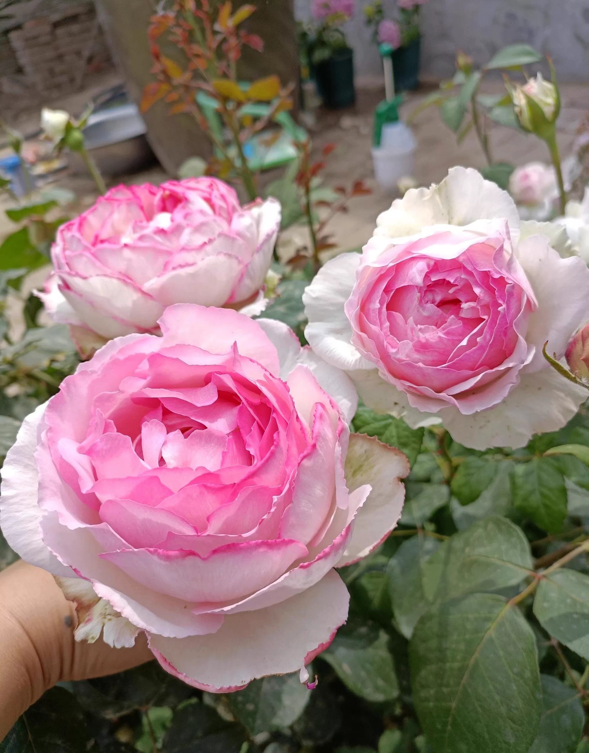 伊芙 繁华都市 大花浓香切花灌木勤花月季玫瑰阳台庭院盆栽