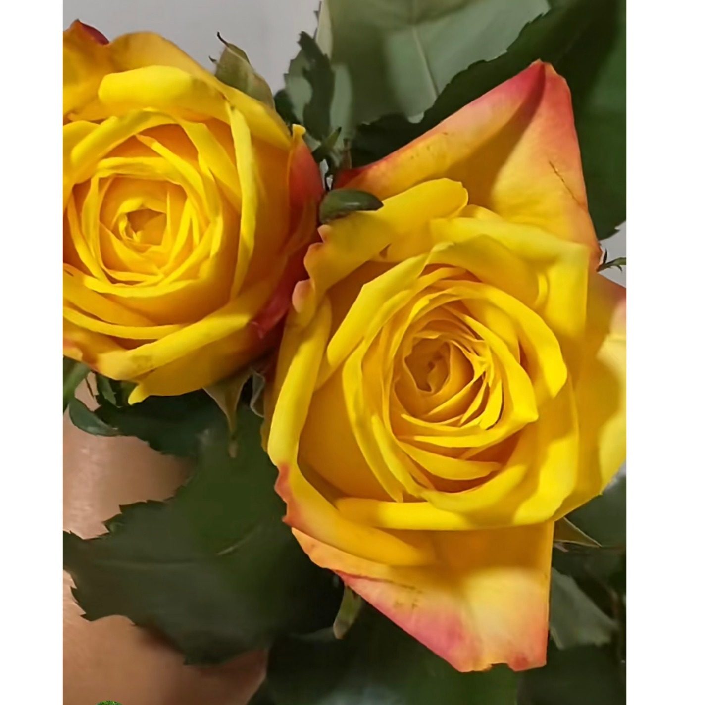 新品黄色撒切尔月季花