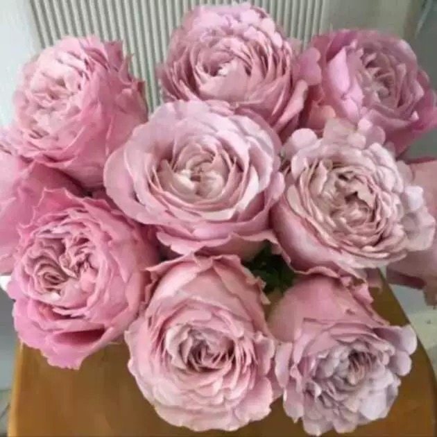 新品 四花 月季花苗 荷兰重瓣直立大花灌木勤花玫瑰庭院阳台盆栽,鲜花速递/花卉仿真/绿植园艺,月季/蔷薇/玫瑰,淘宝优惠券,粉丝福利购,淘宝优惠卷