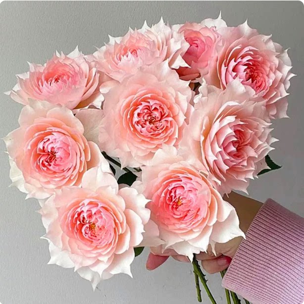 一百亩花田月季小苗果汁阳台莫妮卡龙沙盆栽藤本灌木阳台开花机器