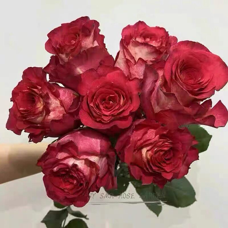 一百亩花田、瀑布/丰姿，新品切花双色品大花直立灌木月季