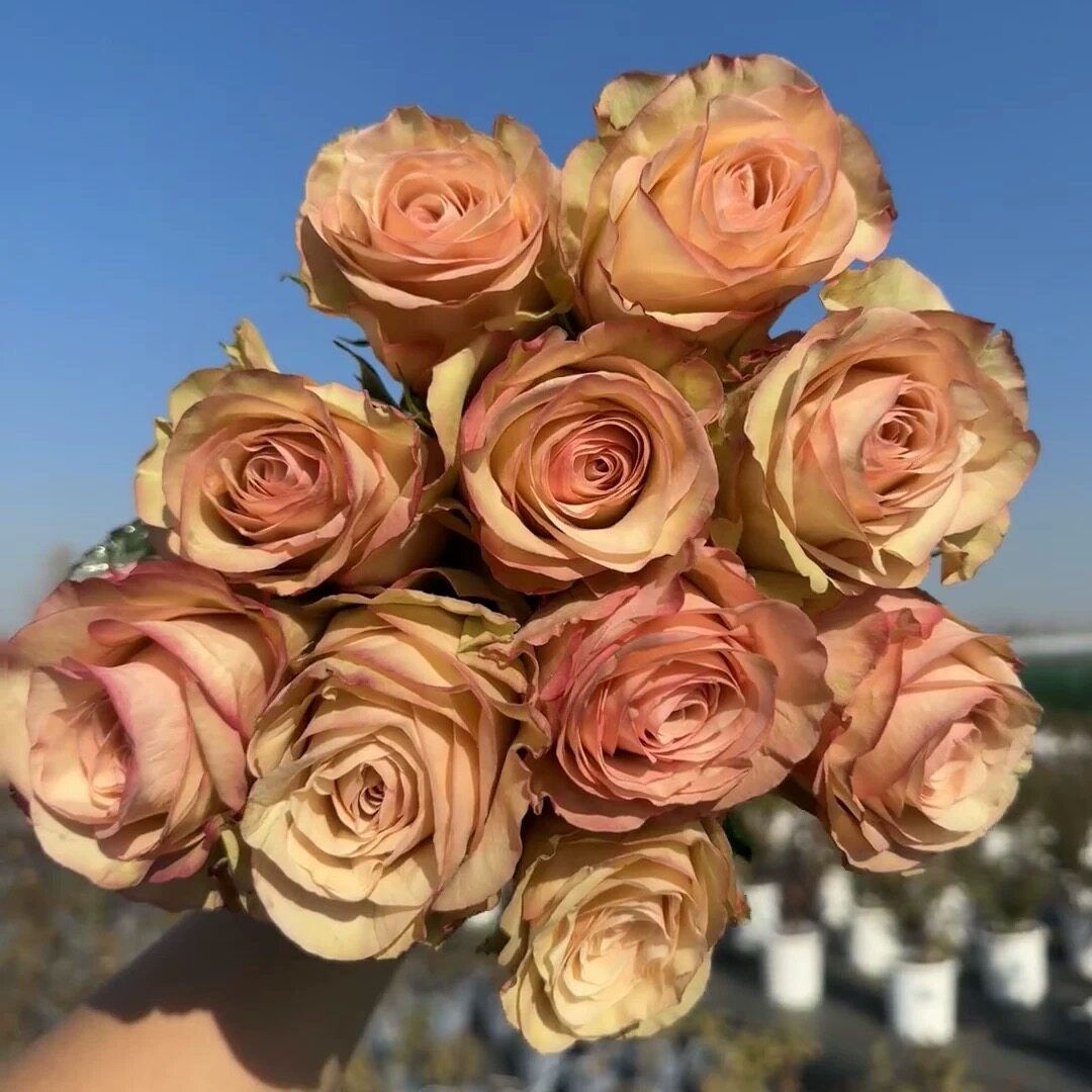 新品 考拉/杏子/珍珠少女 月季花苗 大花灌木月季 阳台庭院盆栽