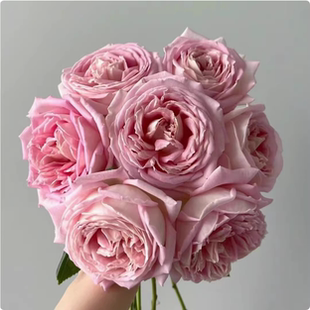 【一百亩花卉】天赐恩宠新品浓香切花勤花抗病灌木玫瑰月季阳台庭