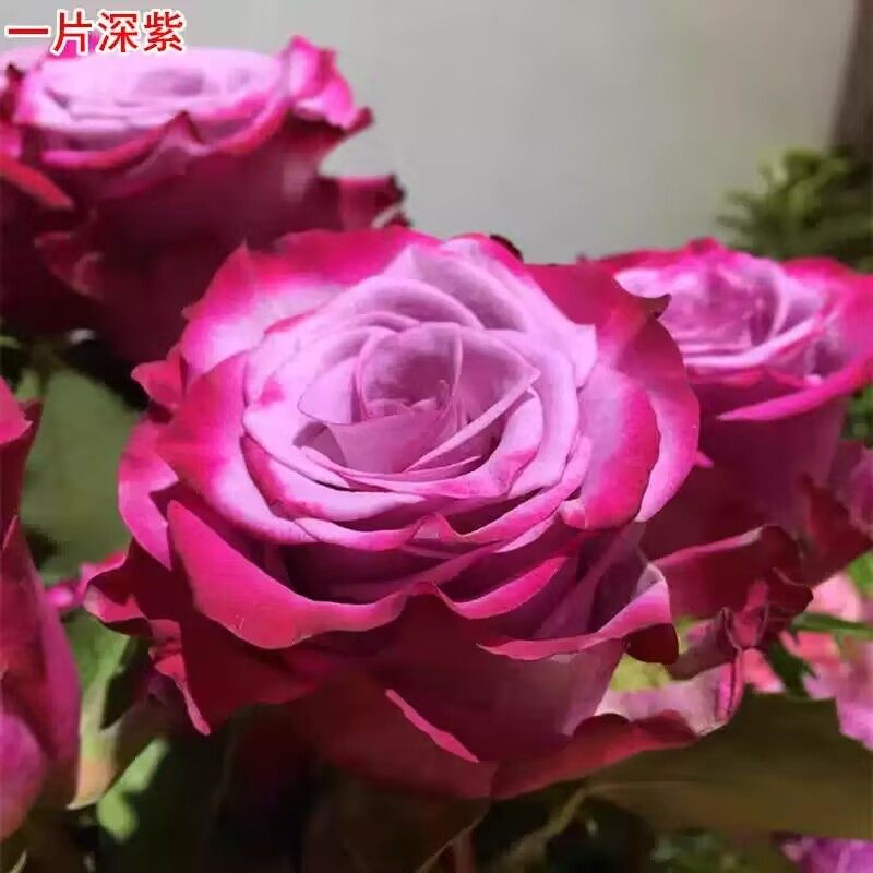 新品 一片深紫 灌木月季花苗紫红色 庭院阳台盆栽地栽花卉