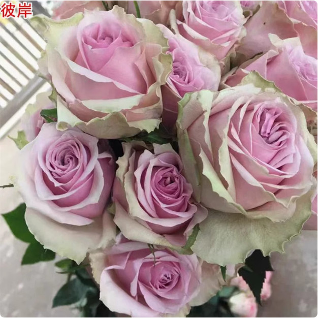 新品彼岸月季荷兰进口切花玫瑰直立庭院阳台盆栽多季开花