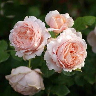 一百亩花田 安布里奇 奥斯汀大花浓香杏色月季玫瑰花苗盆栽